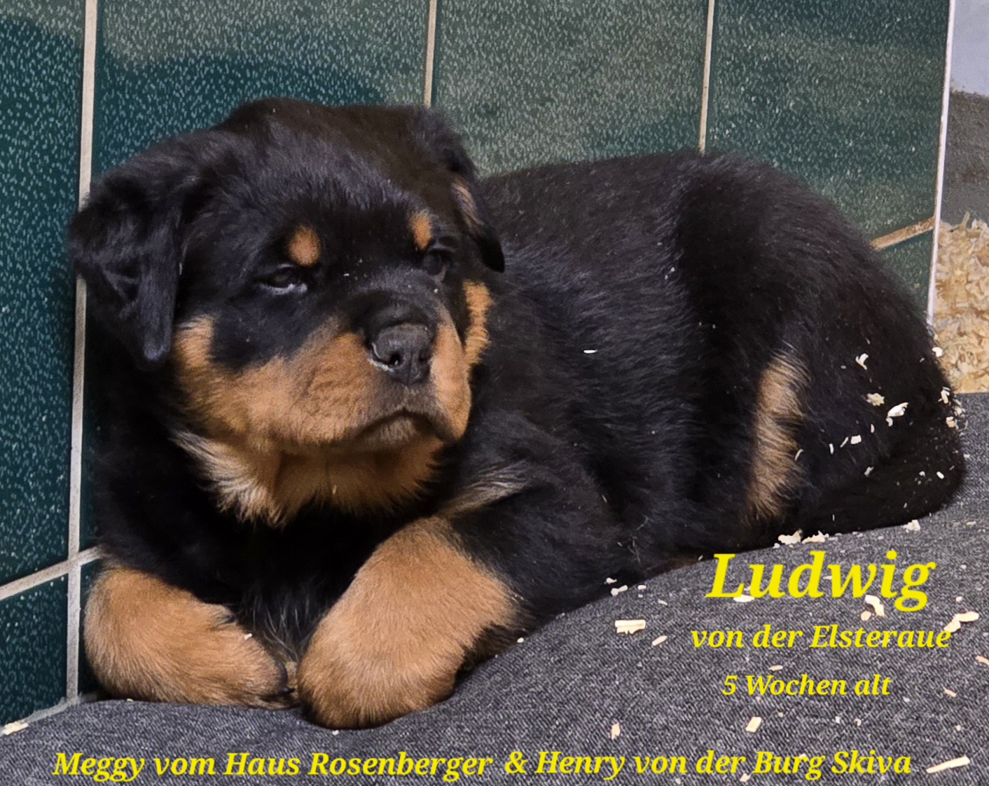 Ludwig_1