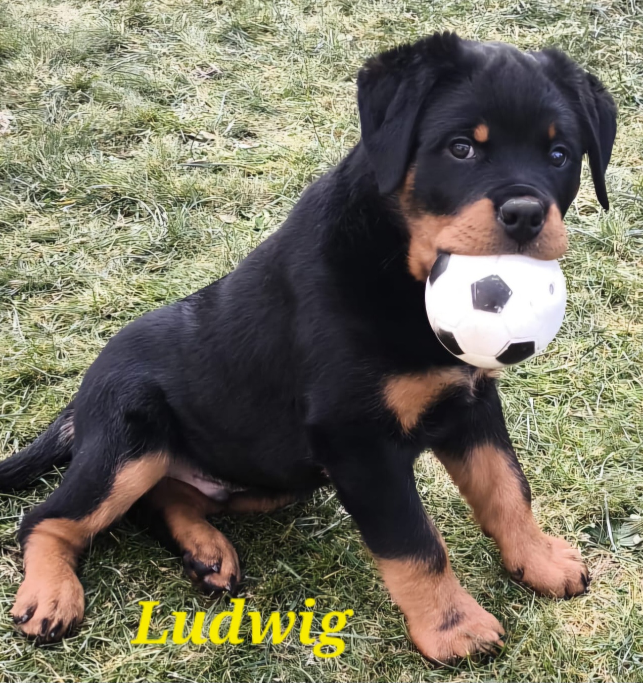 Ludwig_2
