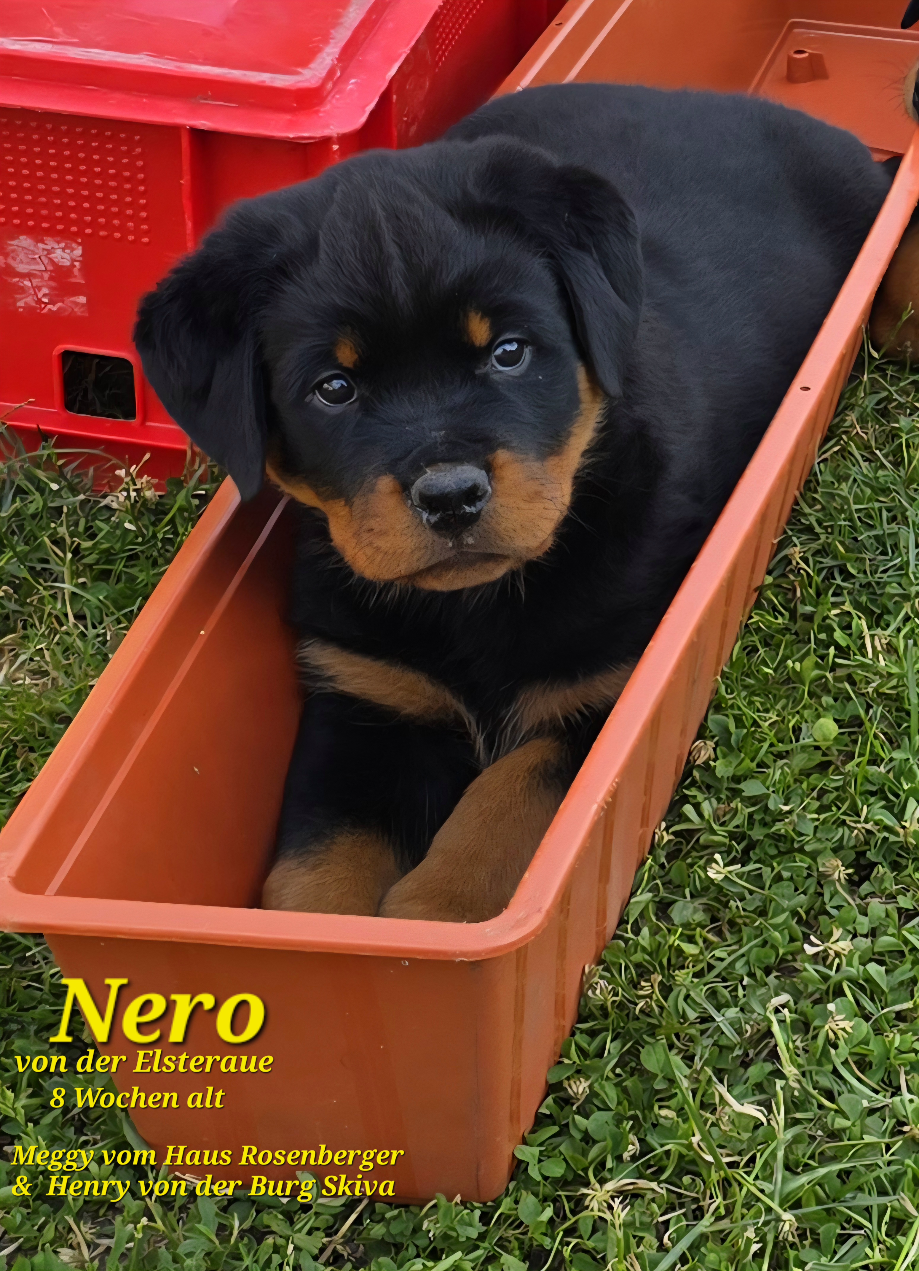Nero 8 Wochen alt