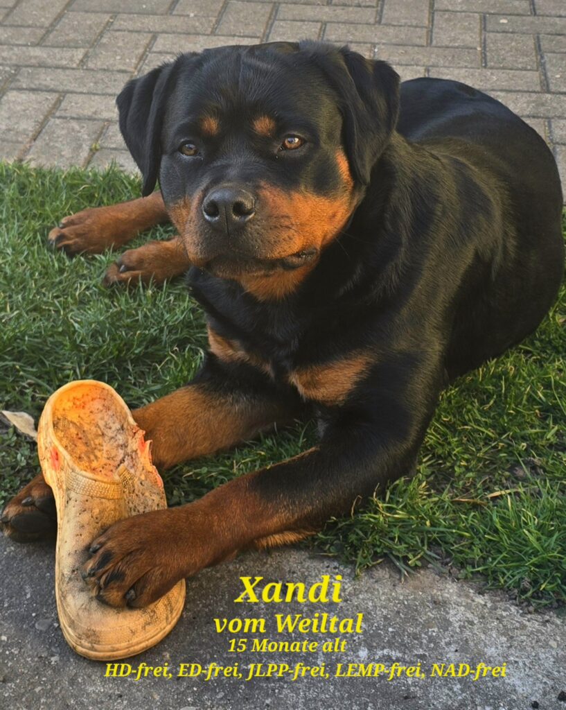 Xandi mit Gummischuh