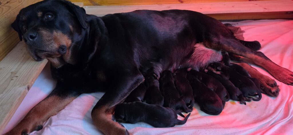 Meggy mit dem kürzlich geborenen P-Wurf.